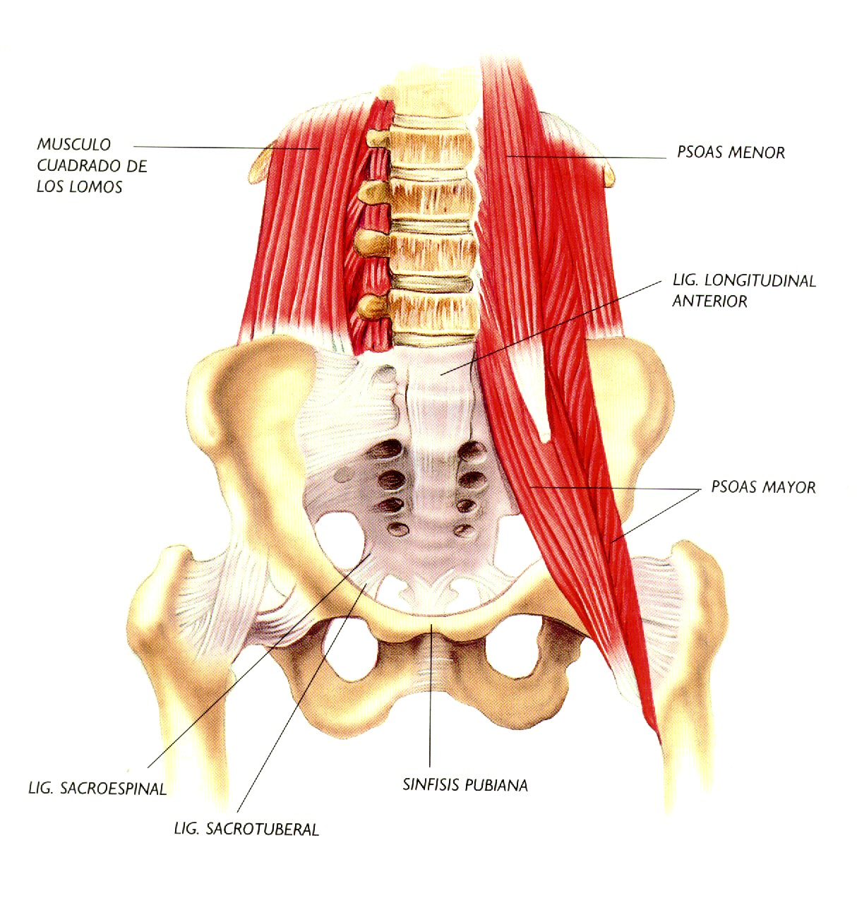 dolor pélvico crónico y lumbar